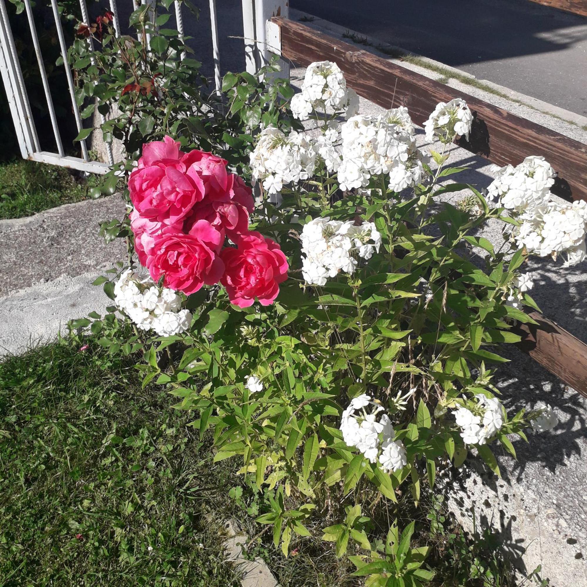 Guesthouse Andrea A Žabljak Екстериор снимка